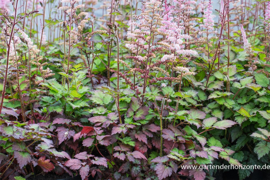  Garten-Prachtspiere „Colour Flash“