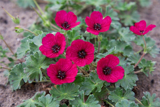  Aschgrauer Storchschnabel „Jolly Jewel Red“