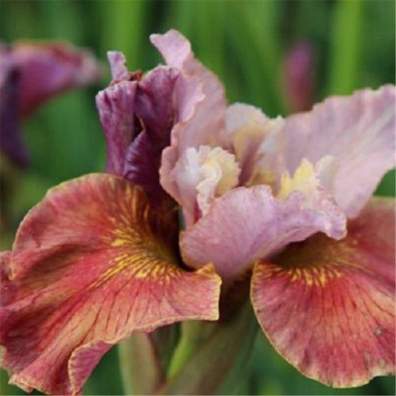  Bartlose Garten-Schwertlilie „Peacock Butterfly® Fancy Me This®“