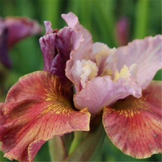  Bartlose Garten-Schwertlilie „Peacock Butterfly® Fancy Me This®“