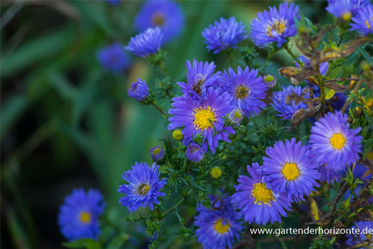  Garten-Glattblatt-Aster „Pyramide“