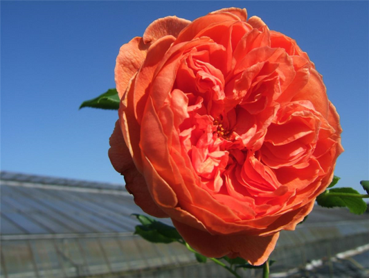  Englische Strauchrose „Summer Song“