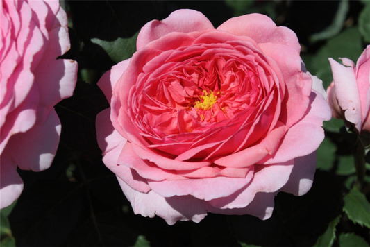  Strauchrose „Princess Alexandra Of Kent„