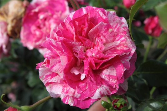  Kletterrose „Colibri Farbfestival“