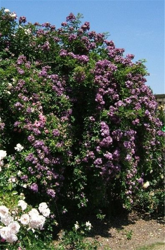  Kletterrose „Veilchenblau„