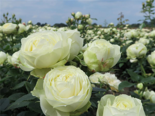  Edelrose „Wedding Piano“