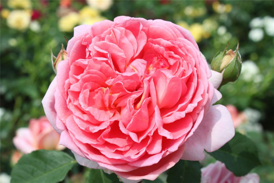  Strauchrose „Boscobel“