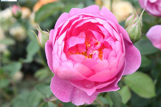  Strauchrose „Royal Jubilee“