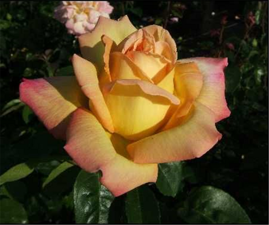  Edelrose „Peace“