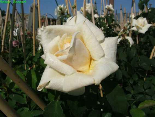  Kletterrose „Ilse Krohn Superior“