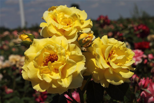  Strauchrose „Lichtkönigin Lucia“