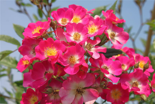  Strauchrose „Mozart„