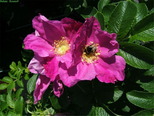  Kartoffel-Rose