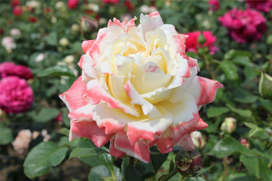  Edelrose „Athena“