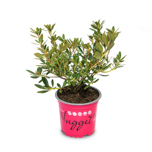  Rhododendron „Bloombux® Nugget“