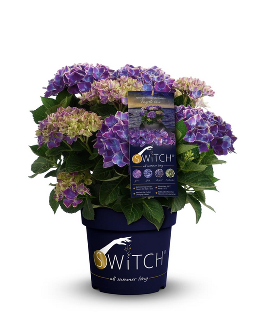  Rispenhortensie „(S)witch®“