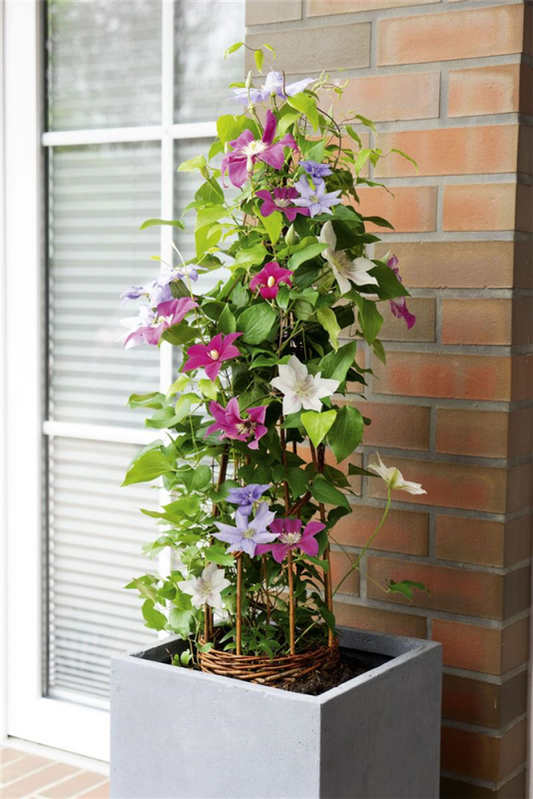  Waldrebe „Three Sisters®“