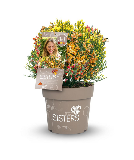  Ginster „Three Sisters®“